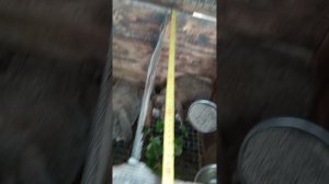 Кролики, крольчата. Кто остаётся, кто уходит.