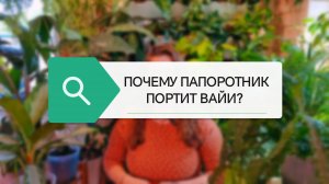 ПОЧЕМУ ПАПОРОТНИК ПОРТИТ ВАЙИ И ПЛОХО РАСТЁТ?