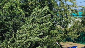 Ветер в деревне и деревья шумят, каникулы в деревне