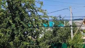 Высокая яблоня в деревне, деревенский уют