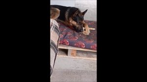 Собака. Том
