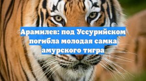 Арамилев: под Уссурийском погибла молодая самка амурского тигра