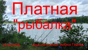 Платная "рыбалка". 25.06.2025. Рыбхоз Гжелка. Пруд Нагульный.