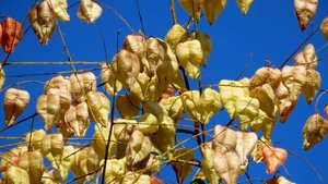 Бубенчики Кёльрейтерии