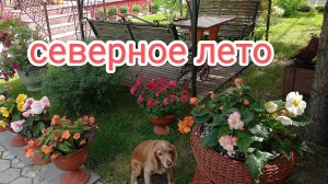 жизнь на Крайнем Севере/сбор малины/отдыхаем