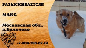 Пропала собака! МАКС. Московская обл., д.Ермолово.