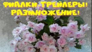 Фиалки-Трейлеры! Размножение! Пересадка Rob"s Vanilla Trail!