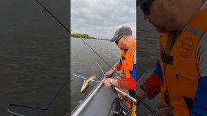 Вываживпю сома #вываживаюсома