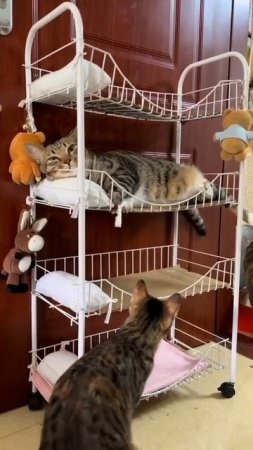КОТОХОСТЕЛ