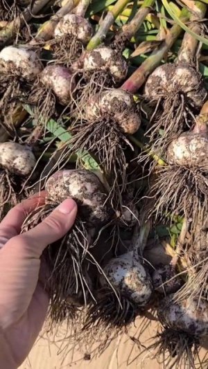 🧄Чеснок убрали, помыли и разложили на просушку.