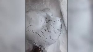 Это не Постановка! Безумные Случаи с Животными, Снятые на Камеру