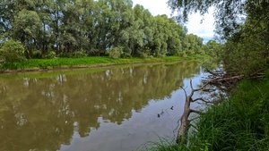 Поиск хищника в протоке в пригороде Новоалтайска.