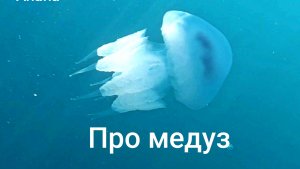 Анапа 26.07.2025 Про медуз