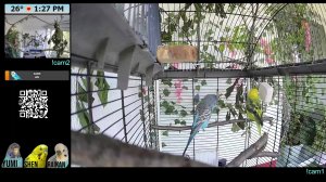 Жизнь погугаев на балконе📍 |🟢24/7 budgie stream 🦜🦜🦜 |