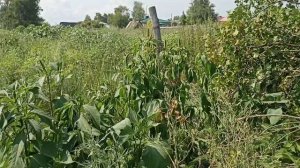 Участок Боровка