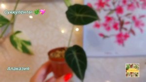 Суккуленты 🌿💖