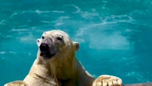 Ростовский зоопарк. Часть l. Жара. Экзотариум, медведи и слоны.