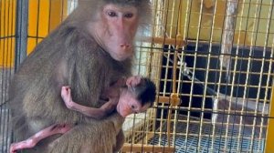 Маня НАСМОТРЕЛАСЬ на поведение Люси и тоже решила показать Лиде свою розу, вдруг даст Анфису?!