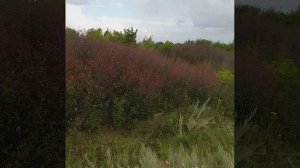 вишня. люди не помнят  когда такое было