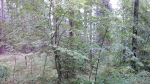 Вид с террасы