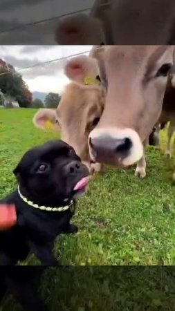 VID_20250726_210709_045.mp4