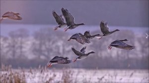 О весенней охоте на гусей. Моё мнение. 14.03.24.