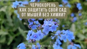Чернокорень: Как защитить свой сад от мышей без химии?🚑
