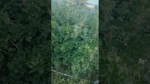 Румтур по отелю "Байкальские истории"