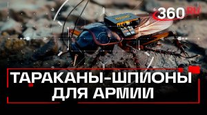 Роботов-тараканов тестируют в Германии для военных целей