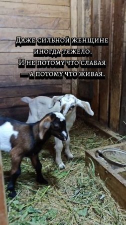 Будни женщины с хозяйством и характером