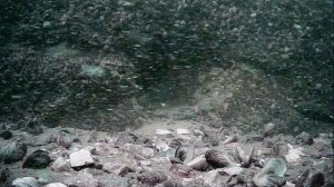 1000047341.mp4Волга гл.5м 26.07.2025г.