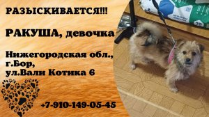Пропала собака! РАКУША. Девочка. Нижегородская обл,  г. Бор