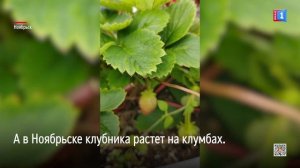В Ноябрьске клубника растёт на клумбах