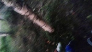 ЧЕРЕПУХУС НА ПРОГУЛКЕ 2!