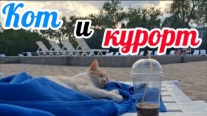 Занять место у бассейна? Легко! Особенно если ты рыжий кот | Крым, Коктебель, Приморье