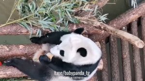 🐼 Обед по-пандовски: когда кейк важнее бамбука! 🍰