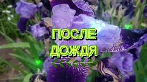 После дождя © Виктория Полшкова 2025