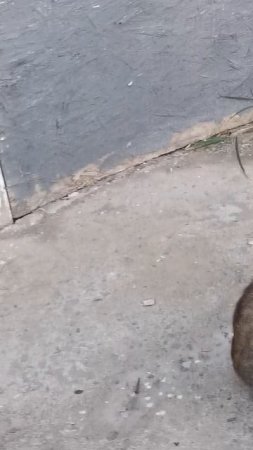 Коты захватывают этот мир!!!🤣🤣🤣#shorts