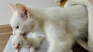 Новорожденный котёнок. Кошка-мать не позволяет взвешивать котёнка.