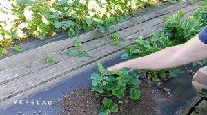 как сделать новую грядку под КЛУБНИКУ🍓1 серия )))
