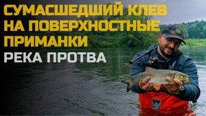Сумасшедший клев и красивые поклевки на поверхностные приманки. Река Протва.