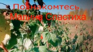 Круто !!! Саженцы малины за 30 дней !!! Как сэкономить бюджет и получить малиновый сад Это не сложно