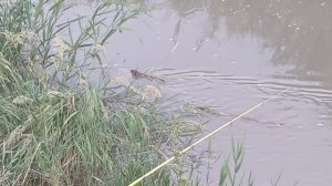 Рыбалка в Бишкеке,поймали огромную рыбу.Кыргызстан,Манас, ловим очень много рыбы