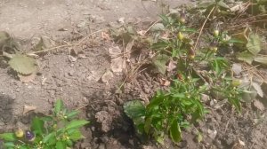 VID_20250719_105345