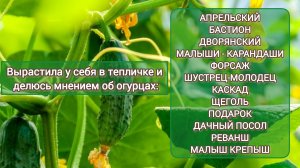 Какой сорт огурцов лучше?  апрельский, Бастион, Дворянский, Малыши, Форсаж, Реванш, посол и другие.
