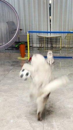Котофутбол