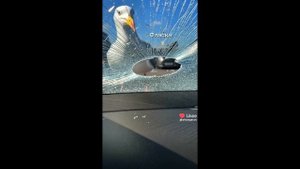 32 часть Фласка и Скретч шип Эдиты