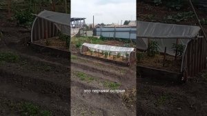 мой огородик
