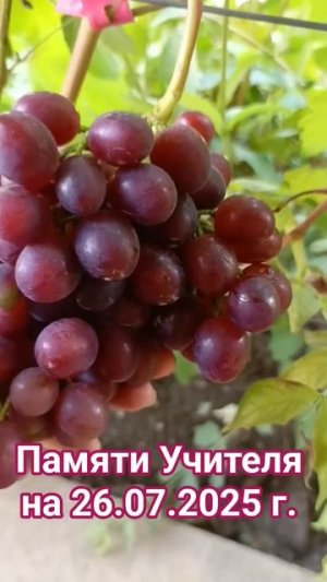 Памяти Учителя на 26.07.2025 г.созревание