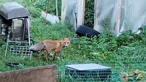 VID_20240907_112654_502